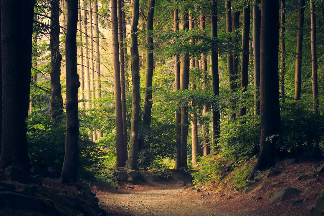 Floresta preservada com árvores altas iluminadas pela luz natural
